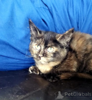 Foto №3. Munchkin-Kätzchen. Deutschland