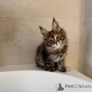 Foto №4. Ich werde verkaufen maine-coon-katze in der Stadt Prag. züchter - preis - verhandelt