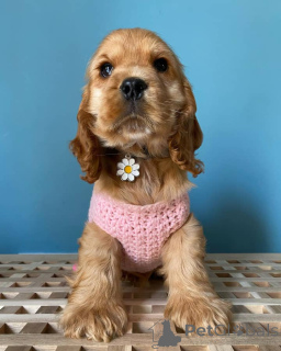 Foto №1. english springer spaniel - zum Verkauf in der Stadt Salzburg | verhandelt | Ankündigung № 164302