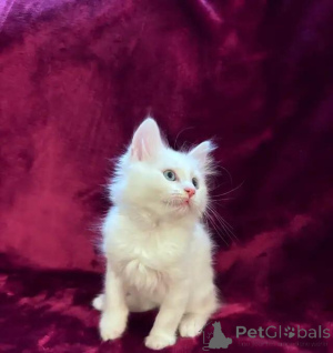 Foto №2 zu Ankündigung № 175999 zu verkaufen sibirische katze - einkaufen Deutschland quotient 	ankündigung