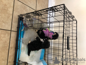 Foto №4. Ich werde verkaufen pudel (toy) in der Stadt Paris.  - preis - Frei