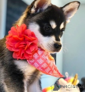 Foto №2 zu Ankündigung № 166062 zu verkaufen alaskischer kli-kai - einkaufen USA 