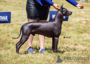 Zusätzliche Fotos: Xoloitzcuintle (Mexikanischer Nackthund) Welpen