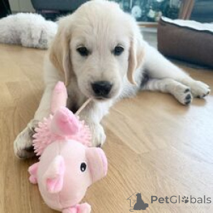 Foto №1. golden retriever - zum Verkauf in der Stadt Birkirkara | 484€ | Ankündigung № 168826