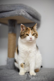 Foto №3. Die ungewöhnliche Schönheit Letty ist bei uns in guten Händen.. Russische Föderation