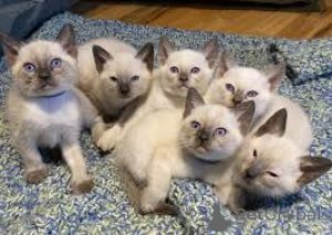 Foto №1. siamkatze - zum Verkauf in der Stadt Helsinki | 700€ | Ankündigung № 161077