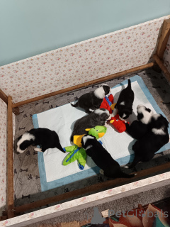 Foto №2 zu Ankündigung № 146022 zu verkaufen bearded collie - einkaufen Frankreich züchter