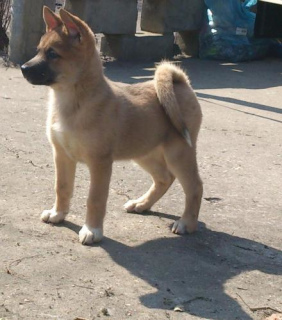 Foto №1. amerikanischer akita, osteuropäischer schäferhund - zum Verkauf in der Stadt Lipezk | 42€ | Ankündigung № 4150