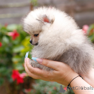 Foto №1. golden retriever - zum Verkauf in der Stadt Alberville | 436€ | Ankündigung № 168021