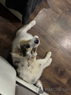 Foto №4. Ich werde verkaufen australian shepherd in der Stadt Minsk. quotient 	ankündigung, vom kindergarten, züchter - preis - 1063€