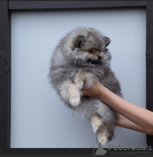 Foto №1. german spitz - zum Verkauf in der Stadt St. Petersburg | verhandelt | Ankündigung № 11185