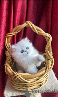 Foto №1. norwegische waldkatze - zum Verkauf in der Stadt Rudolstadt | 350€ | Ankündigung № 149732