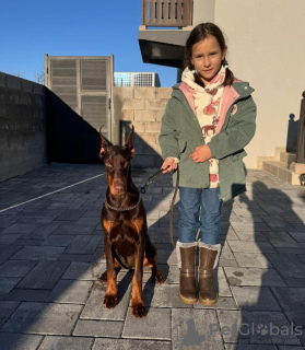 Foto №3. Dobermann. Serbien