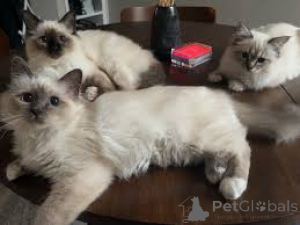 Foto №2 zu Ankündigung № 172690 zu verkaufen birma-katze - einkaufen Belgien quotient 	ankündigung, vom kindergarten, aus dem tierheim, züchter