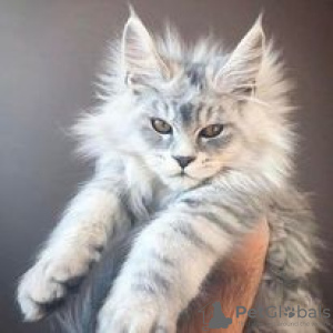 Foto №1. maine-coon-katze - zum Verkauf in der Stadt Hartford | 568€ | Ankündigung № 109901