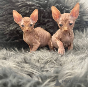 Foto №2 zu Ankündigung № 133901 zu verkaufen sphynx-katze - einkaufen USA quotient 	ankündigung