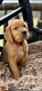 Foto №2 zu Ankündigung № 139070 zu verkaufen golden retriever - einkaufen Deutschland quotient 	ankündigung, züchter