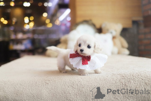 Foto №3. Dean Janet Kay Welpen Haus. USA