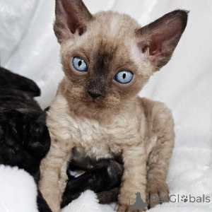 Foto №1. devon rex - zum Verkauf in der Stadt Aizlenten | 350€ | Ankündigung № 167219