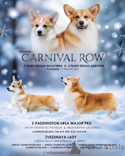 Foto №3. Welsh Corgi Pembroke Welpen. Weißrussland