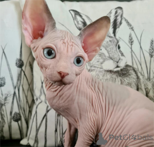Foto №1. sphynx-katze - zum Verkauf in der Stadt GEFREES | 350€ | Ankündigung № 153780