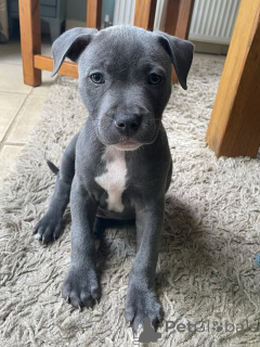 Foto №3. Bringen Sie Freude nach Hause. Staffordshire Bullterrier-Welpen sind ab sofort. Deutschland