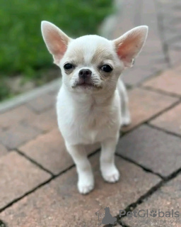 Foto №2 zu Ankündigung № 126845 zu verkaufen mischlingshund - einkaufen Frankreich züchter