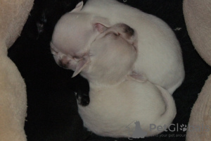 Foto №3. Reinrassige Chihuahua Welpen zu verkaufen.. Polen
