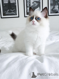 Foto №1. ragdoll-katze - zum Verkauf in der Stadt Werriste | 2809€ | Ankündigung № 176612