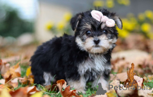 Foto №1.  - zum Verkauf in der Stadt Berlin | verhandelt | Ankündigung № 156764