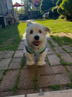 Foto №3. Wunderschöne Jack-Russell-Terrier-Welpen suchen ihr Zuhause für immer. Schweiz