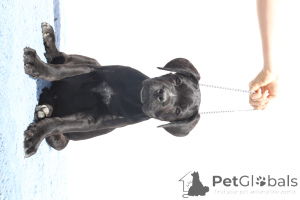 Foto №4. Ich werde verkaufen cane corso italiano in der Stadt Buzău. züchter - preis - 2000€