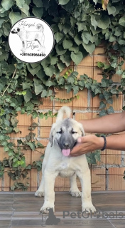 Foto №1. anatolischer hirtenhund - zum Verkauf in der Stadt Šid | verhandelt | Ankündigung № 115574