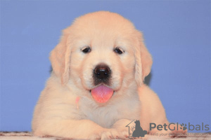 Foto №2 zu Ankündigung № 109279 zu verkaufen golden retriever - einkaufen Deutschland quotient 	ankündigung, züchter