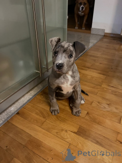 Foto №3. Wunderschöne Pitbull-Welpen suchen ein liebevolles neues Zuhause. Deutschland