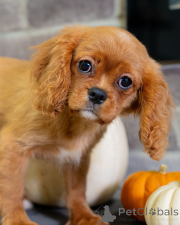 Foto №3. Sweet Daisy ist pure Freude in pelziger Form! Verspielt, sanft und voller Liebe. Schweiz