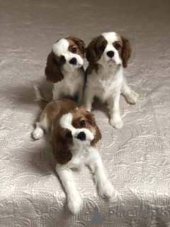 Foto №2 zu Ankündigung № 18614 zu verkaufen cavalier king charles spaniel - einkaufen Weißrussland quotient 	ankündigung