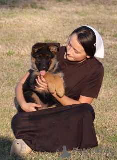 Foto №2 zu Ankündigung № 142818 zu verkaufen deutscher schäferhund - einkaufen Deutschland quotient 	ankündigung
