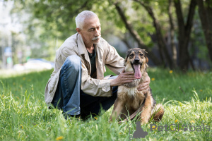 Foto №3. Ein wunderbarer Hund Mila sucht eine Familie.. Russische Föderation