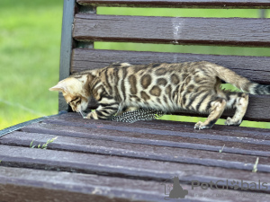 Foto №1. bengal katzenrasse - zum Verkauf in der Stadt Мальтиньяно | verhandelt | Ankündigung № 40295