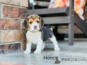 Foto №1. beagle - zum Verkauf in der Stadt Manchester | 700€ | Ankündigung № 165717