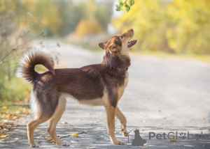 Foto №4. Ich werde verkaufen mischlingshund in der Stadt Москва. quotient 	ankündigung - preis - Frei