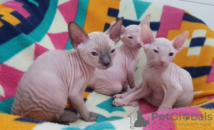 Foto №1. sphynx-katze - zum Verkauf in der Stadt Дублин | 250€ | Ankündigung № 124263