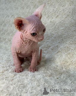 Foto №1. sphynx cat - zum Verkauf in der Stadt Miami | 402€ | Ankündigung № 93331