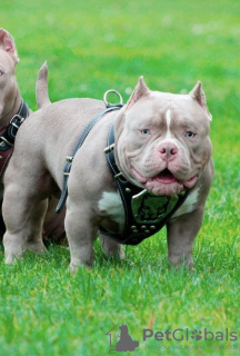 Foto №4. Ich werde verkaufen american bully in der Stadt Riga. quotient 	ankündigung, züchter - preis - verhandelt