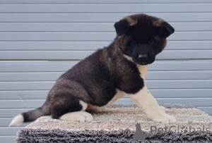 Foto №4. Ich werde verkaufen staffordshire bull terrier in der Stadt Požarevac.  - preis - verhandelt