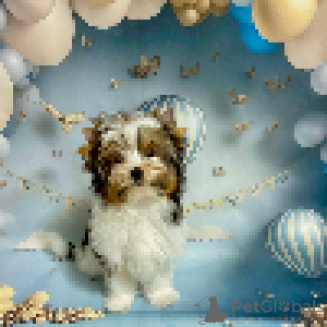 Foto №1. biewer terrier - zum Verkauf in der Stadt Minsk | 1450€ | Ankündigung № 158573