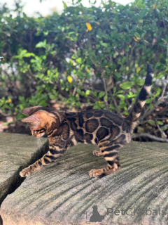 Foto №2 zu Ankündigung № 152665 zu verkaufen bengal katzenrasse - einkaufen Schweiz quotient 	ankündigung