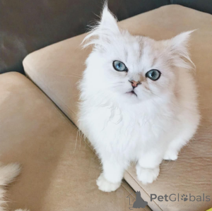 Foto №1.  - zum Verkauf in der Stadt Wien | Frei | Ankündigung № 162285