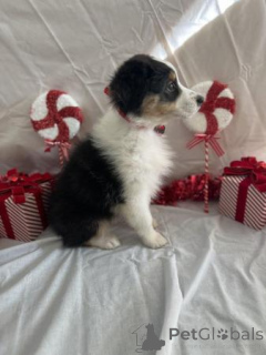 Foto №4. Ich werde verkaufen australian shepherd in der Stadt Kangerlussuaq. quotient 	ankündigung - preis - verhandelt